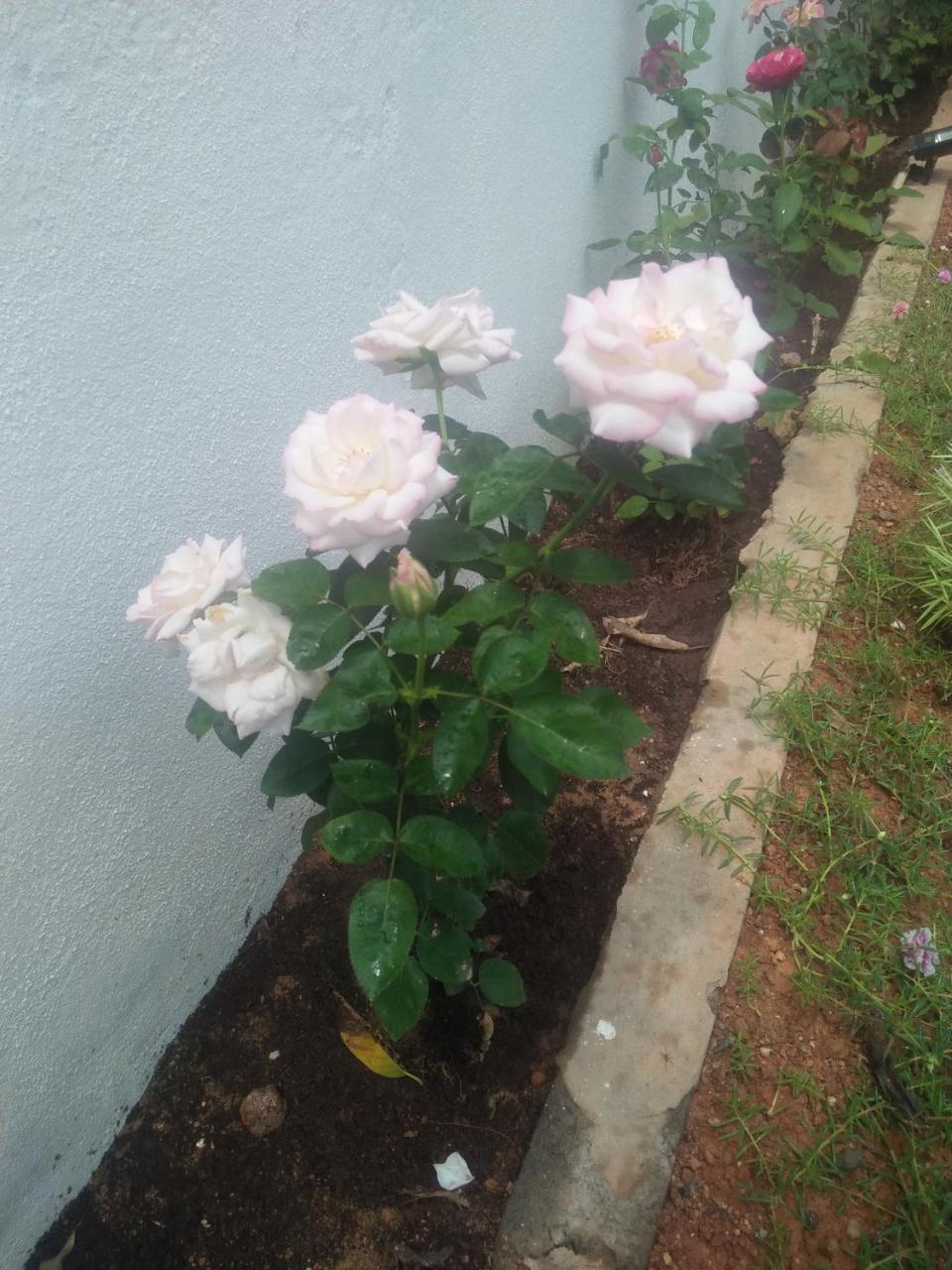 Living Home Negombo Exterior foto